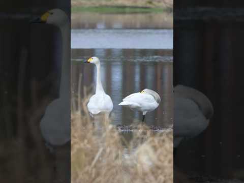 Малый или тундровый лебедь (Cygnus columbianus bewickii) #птицы #birds