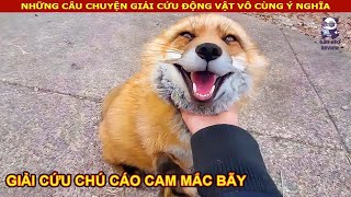 Ông Lão tốt bụng giải cứu con cáo cam mắc kẹt trong lưới cước || Review Con Người Và Cuộc Sống