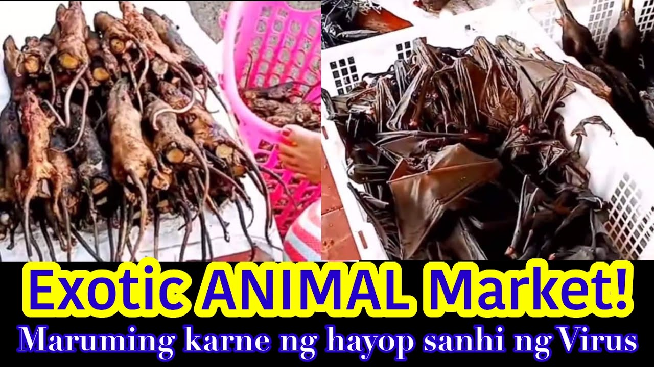 EXOTIC MEAT MARKET YouTube