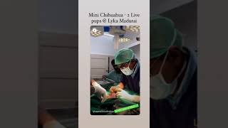 2 Live mini chihuahua pups by Caesarean section @ Madurai Lyka Multi Speciality Pet hospital