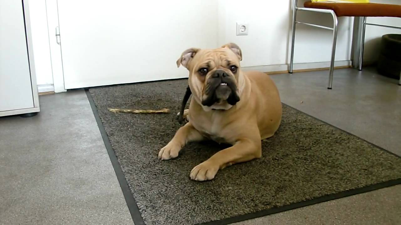 Gaja The Continental Bulldog Youtube