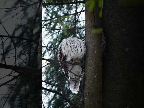 Видео: Уральская неясыть #цпкио #russia #saintpetersburg #сова #owl #елагиностров #Уральскаянеясыть