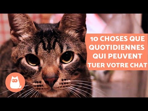 Vidéo: Poisons (avalés) Chez Les Chats