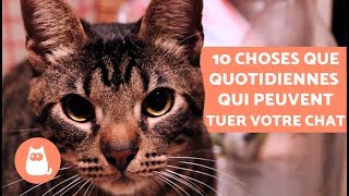 10 choses que vous avez à la maison et qui peuvent tuer votre chat - YouTube