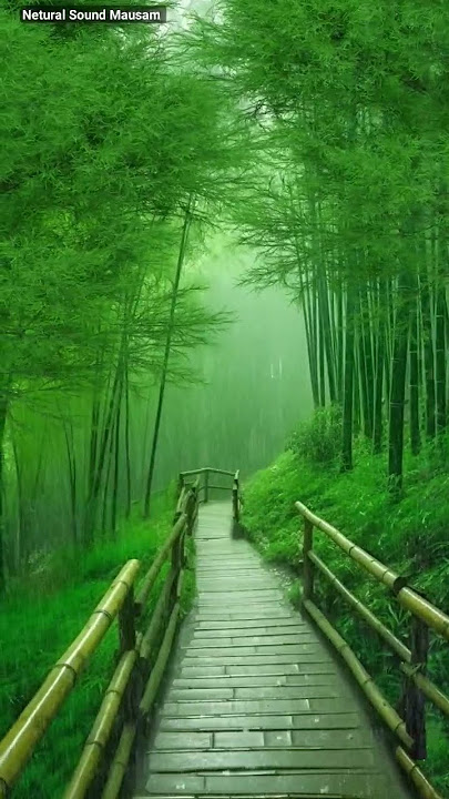 Rain whatsapp status #shorts #status #barish...................🌱🌿🌿🌱🌳🌧️🌧️