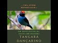 Pássaro Tangará Dançarino , super reportagem!!!!