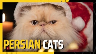 10 Amazing Facts About Persian Cats