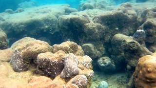 Underwater View of Segara Anakan, Sempu Island, Malang