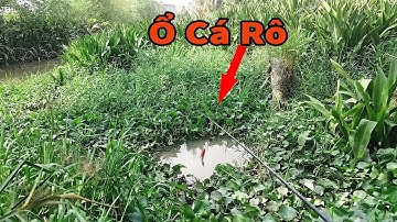 Vạch Cái Lỗ Trong Đám Lục Bình Cặp Mé Kênh Ngồi Giật Cá Rô Mê Luôn