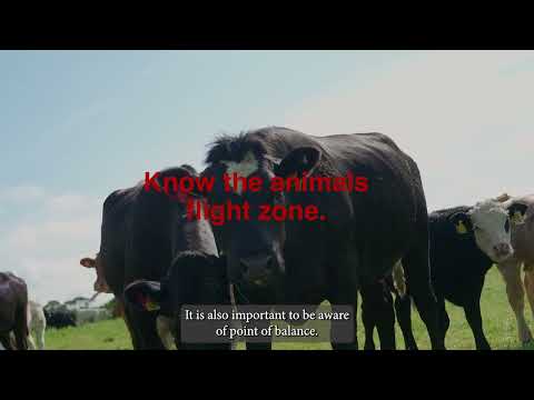 Videó: Miért fontosak a biztonsági szabályok az állattenyésztők számára?