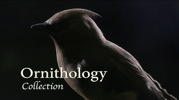 Illinois State Museum: Ornithology Collection
