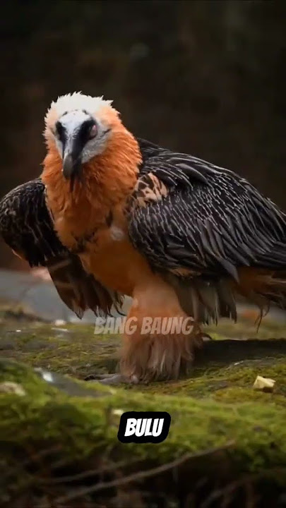 Bearded Vulture – Burung Pemakan Tulang Paling Unik di Dunia🦅🔥 #PredatorLangit #FaktaMenarik #Shorts