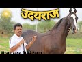 Stallion udayraj bhomiyasa stud farmexploring rajasthan