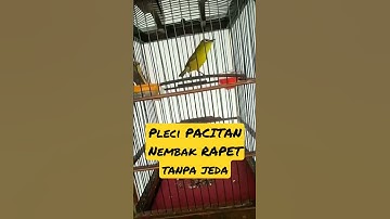 pleci PACITAN Nembak RAPET tanpa Jeda #shorts