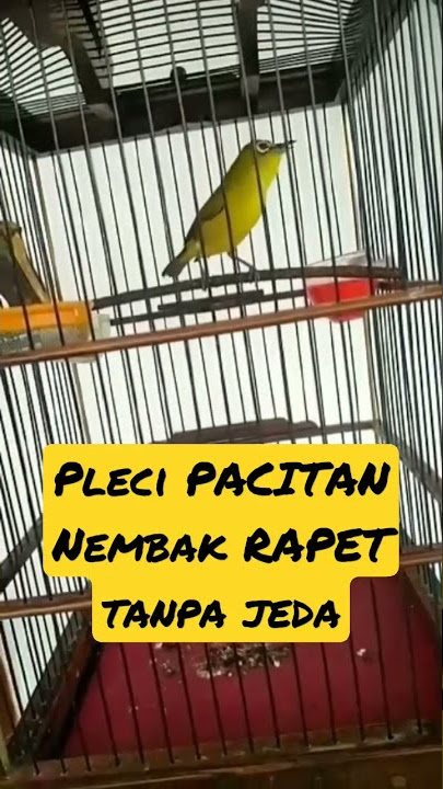 pleci PACITAN Nembak RAPET tanpa Jeda #shorts