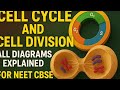 "Class 11 Biology | Cell Cycle &amp; Cell Division | All Diagrams with Key Points"