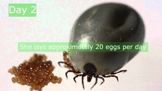 Ixodes ricinus reproduction We followed a UK sheep tick through the process of egg laying and incubated the eggs to hatch. The process was much shorter than it often takes in the wild state when conditions may not be so ideal and both egg production and development of the eggs can be delayed.