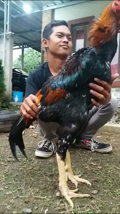 Taiwan Shamo 1 Meter, Ayam Shamo tertinggi di Indonesia 087720650967