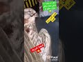 المايعرف الصقر يشوي 