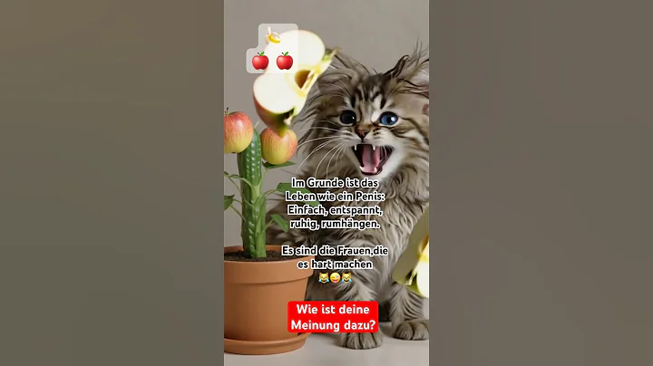 Video 11898251: mainecoon