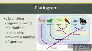 Biology Class SLA - Evolution Worksheet Review