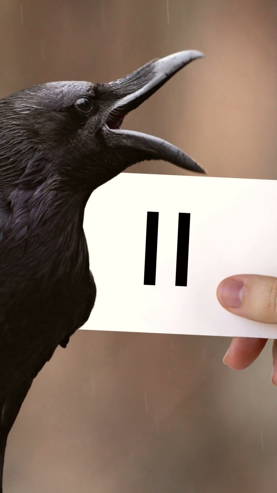 Crows Are Smarter Than You Think #crows #funfacts