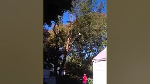 Tree takedown