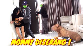 Brave Hewie Defends Mommy From Evil Attacker! | Pitbull Dog Steps Up To Protect  | Dogs Videos