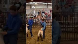 Trevor's 3rd year in 4H. El Paso County Fair 2023