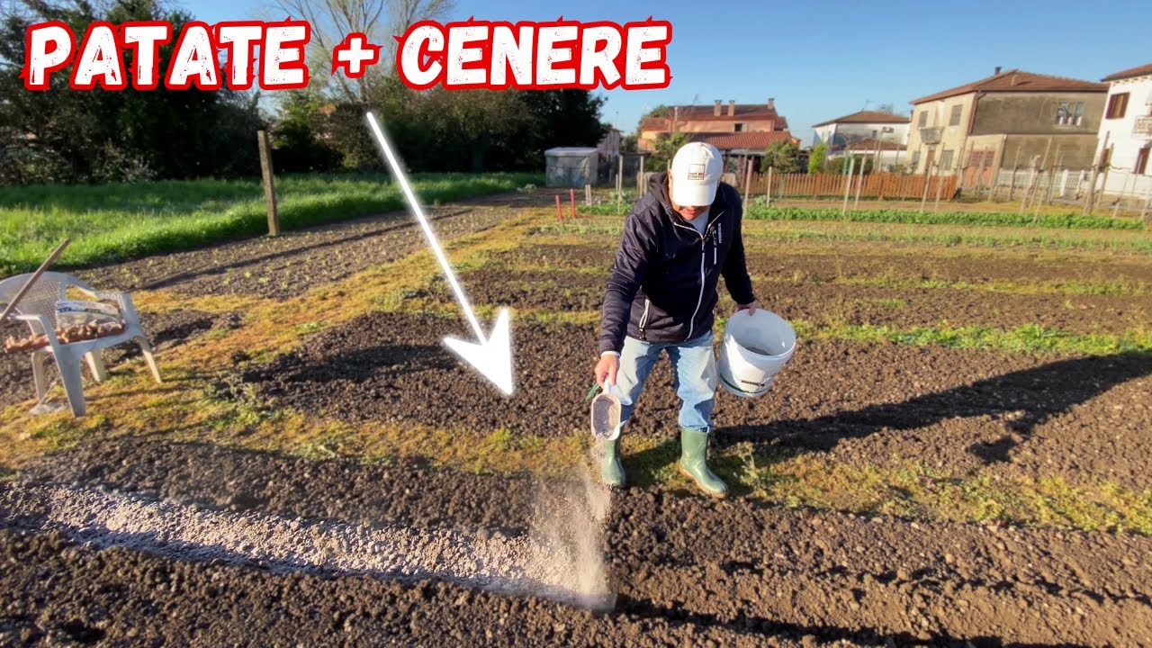 SEMINARE le PATATE con la CENERE: la tecnica che Devi Provare!