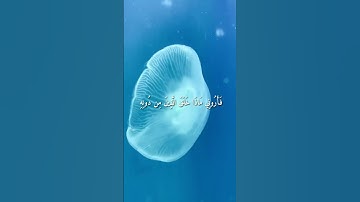 واتس اب قران كريم القارئ ياسر الدوسري من سورة (لقمان)