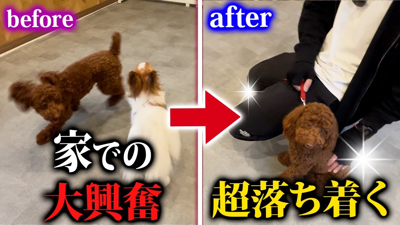 「まて」の教え方 犬のしつけ 犬の待ての教え方 - YouTube