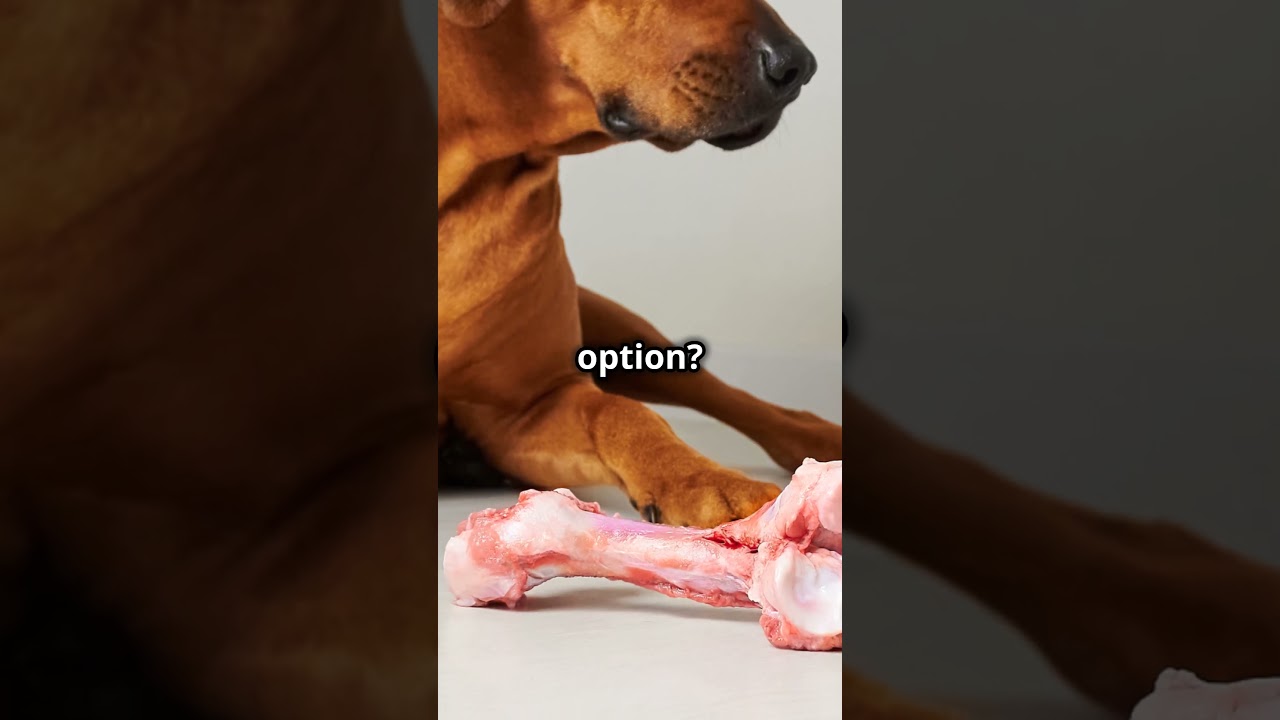 Why Cooked Bones Are DANGEROUS for Your Dog