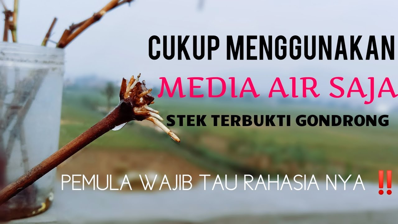 stek anggur media air 💯% berhasil #stekanggur #sorotan #semuaorang #beranda