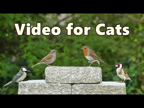 Birds for Cats to Watch ~ Beautiful 8 HOUR Cat TV Videos