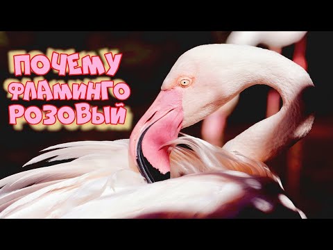 Почему фламинго розовый? Интересные факты о розовом фламинго