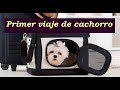 ¿Qué necesitas para primer viaje de cachorro?🚗