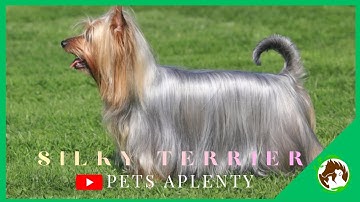 Why Silky Terriers Make AMAZING Pets!