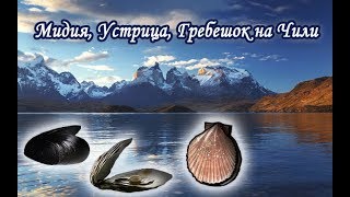 Мидия, Устрица и Патагонский гребешок. Русская Рыбалка 3.99.