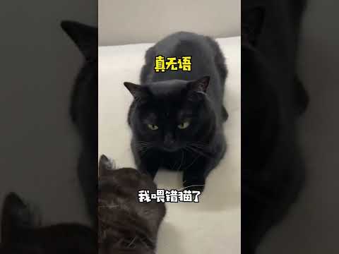 【一只黑糖啵啵🐻】养了两只一样的小黑猫是什么体验？！