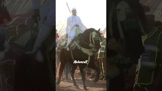 الخيل الحارة tbourida morocco salonducheval btc fiverr fyp fypシ morocco  المغرب