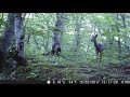 Roe deer - Capreolus Capreolus - In Camera Trap - შველი