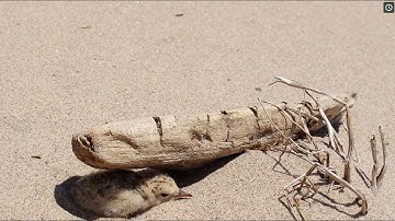 Protect Beach-nesting Birds