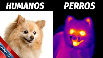 ¿Cómo es la mirada de los perros a los gatos?