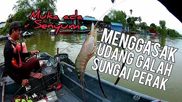Full Strike | Gasak Udang Galah Sungai Perak | Teluk Intan Perak | Vlog111