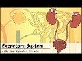 Excretory system and the nephron