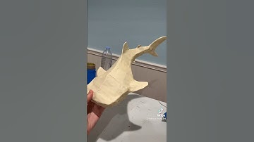DIY cardboard whale shark!!!🦈 part 1