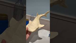 DIY cardboard whale shark!!!🦈 part 1