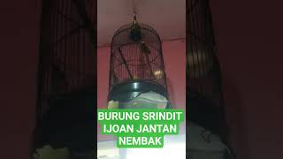 Burung srindit burung masteran #shots