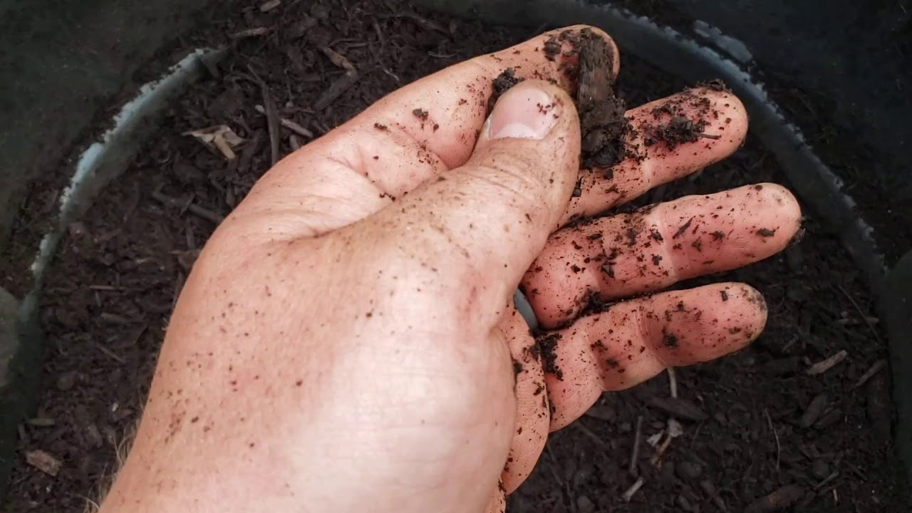 Reuse old potting soil/ Revive used potting soil YouTube
